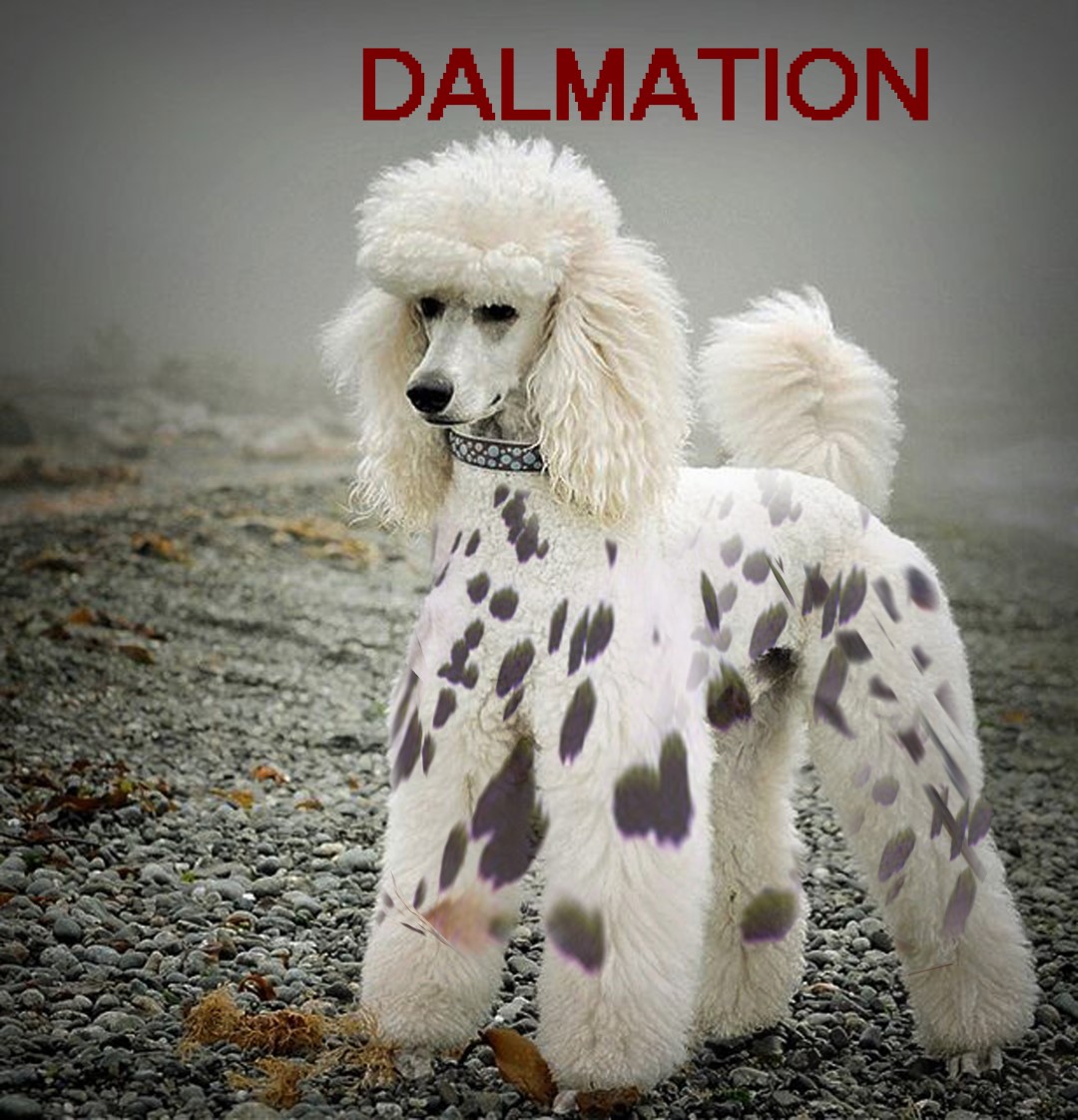 DALpoodle%20%28Large%29